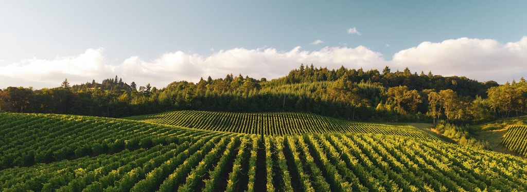 Los Vinos de Verano: Una Guía para Disfrutar del Vino en la Temporada más Caliente del 2023